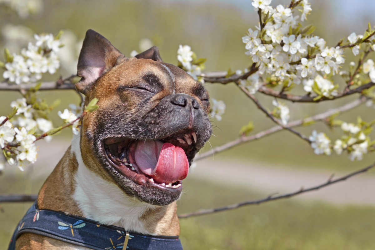 Doenças respiratórias em cães e gatos: sinais de alerta e como proteger seu filho de patas