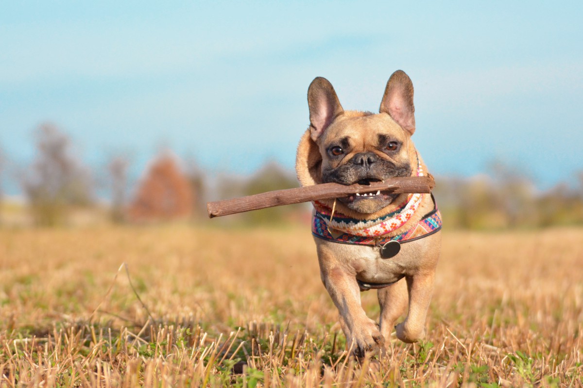 Como saber se o seu pet está com dor? 7 sinais que merecem atenção